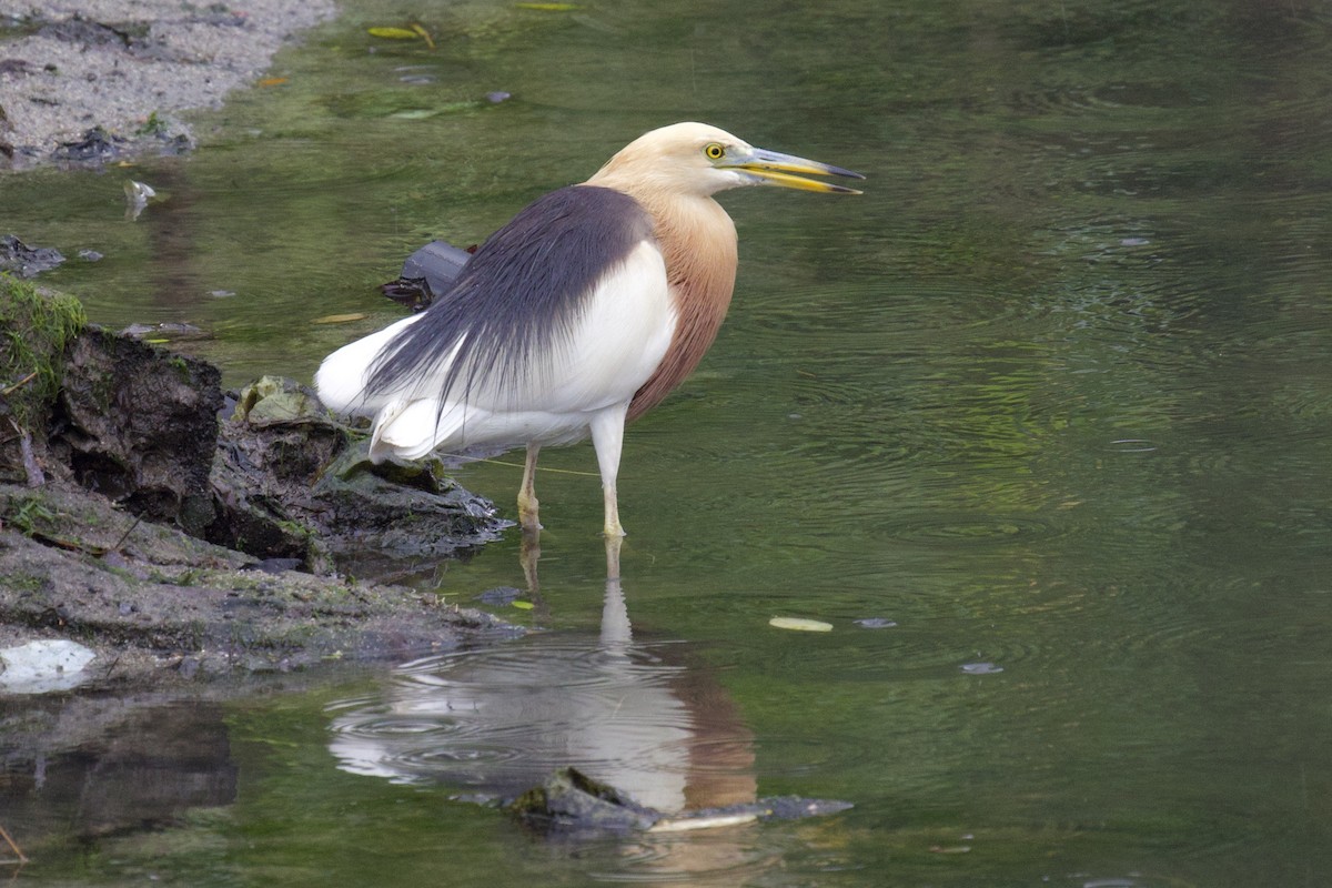 Javan Pond-Heron - ML618296095