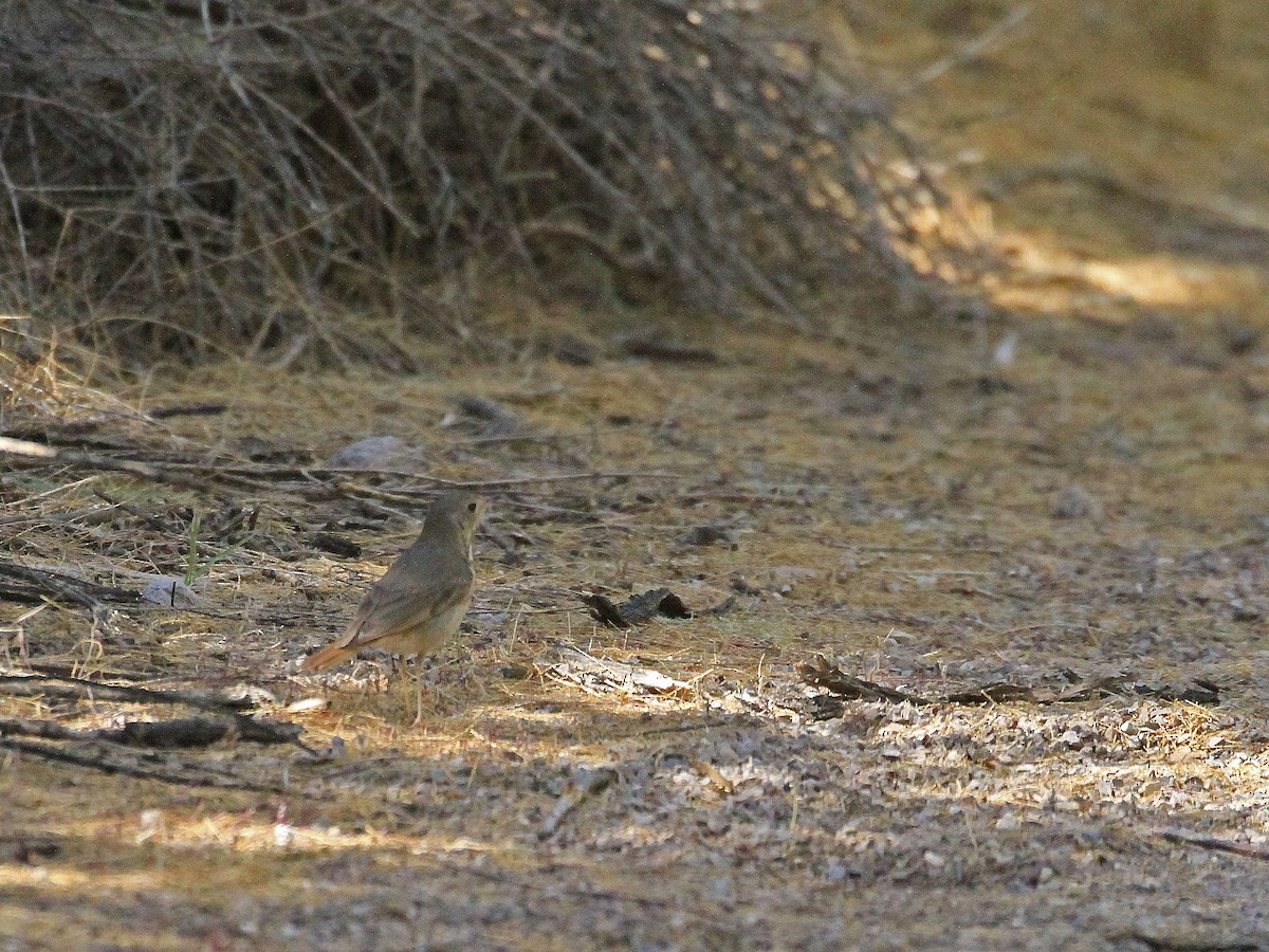 Hermit Thrush - Carl Poldrack