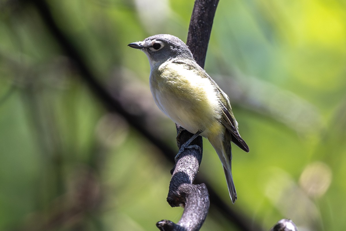 Cassin's Vireo - Tom Hambleton