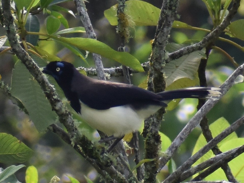 Black-chested Jay - Andres Martinez D