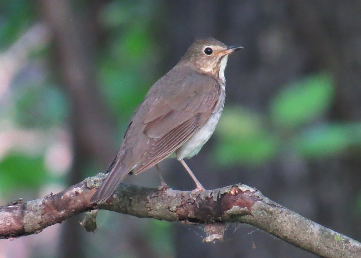 Swainson's Thrush - ML618296117