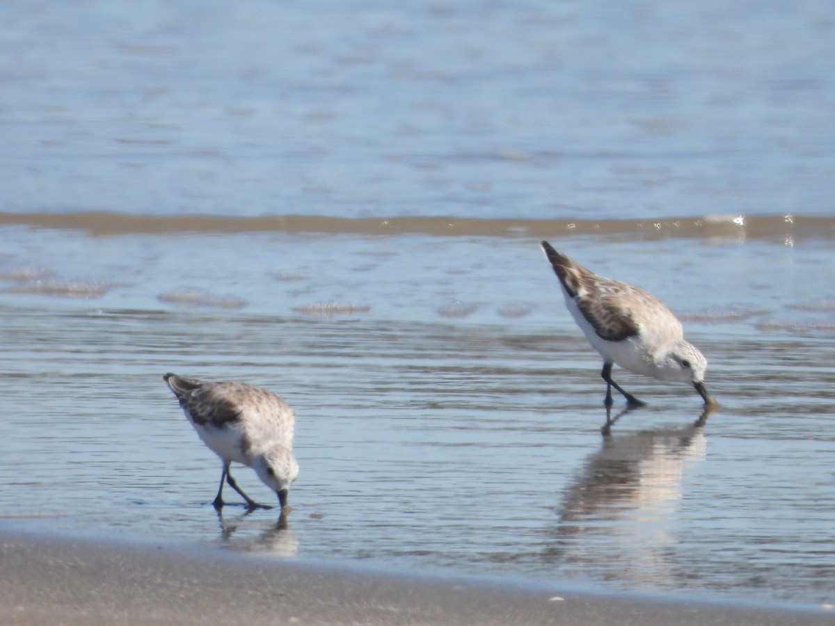 Sanderling - Rodney Macready