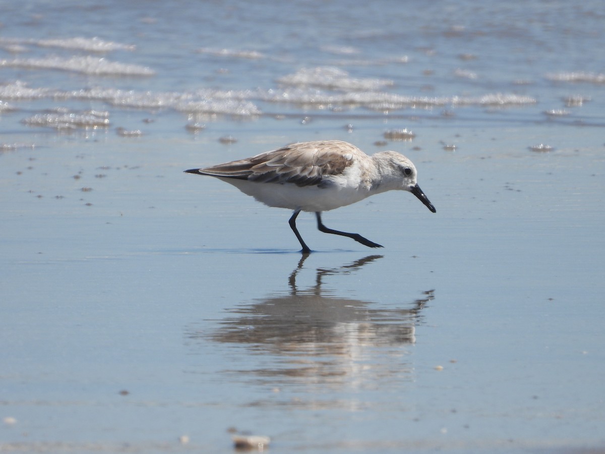 Sanderling - Rodney Macready