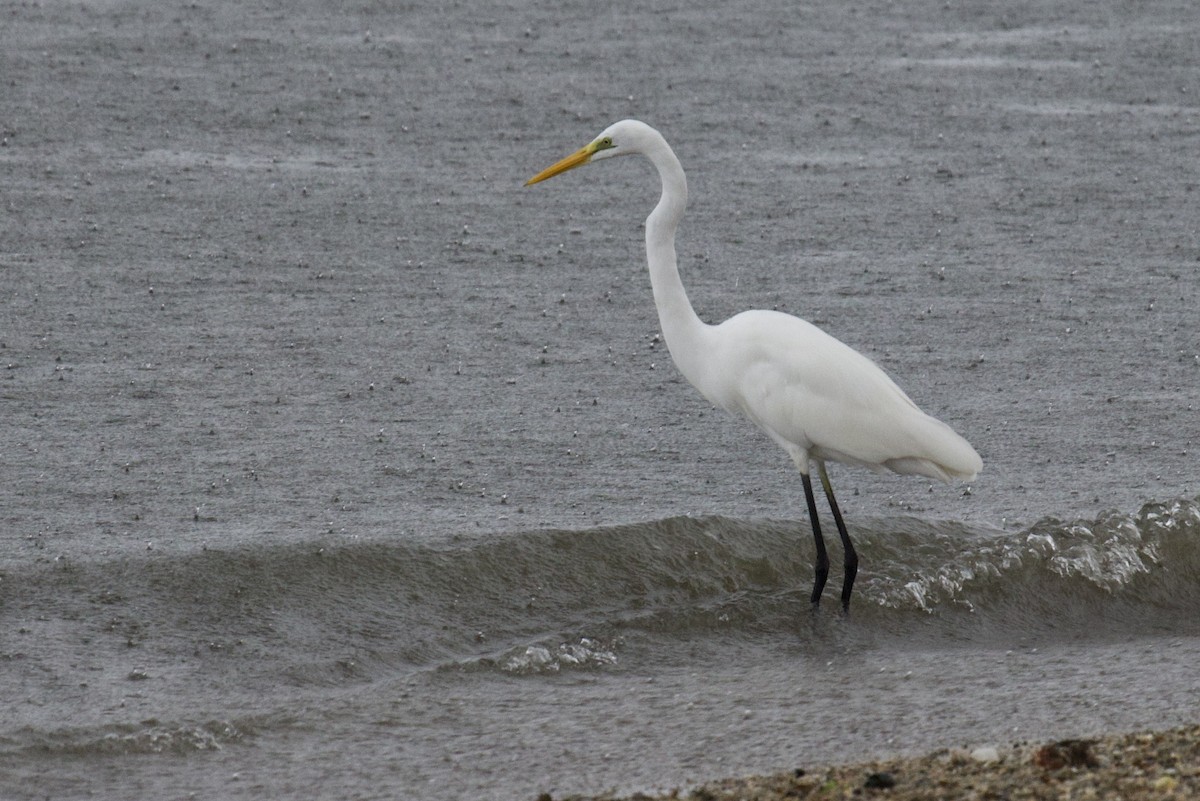 Medium Egret - ML618296142