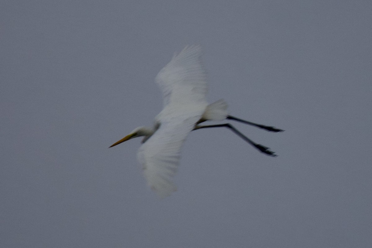 Medium Egret - Tom McIntosh