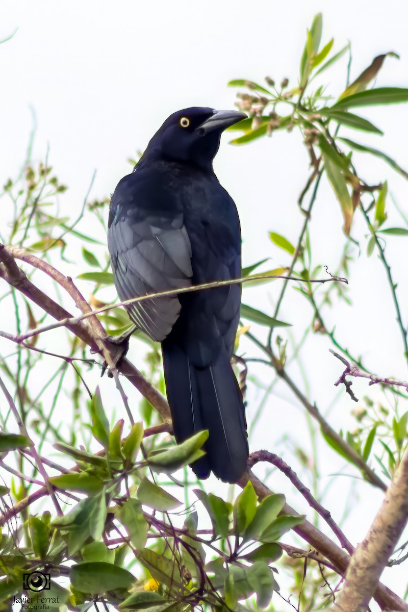 Great-tailed Grackle - Javier Ferrat