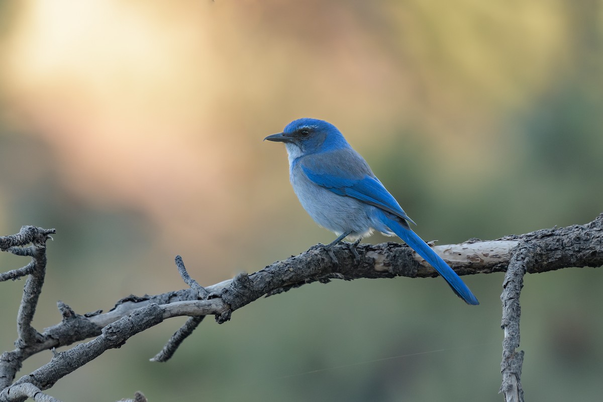 Woodhouse's Scrub-Jay - Michael Smith