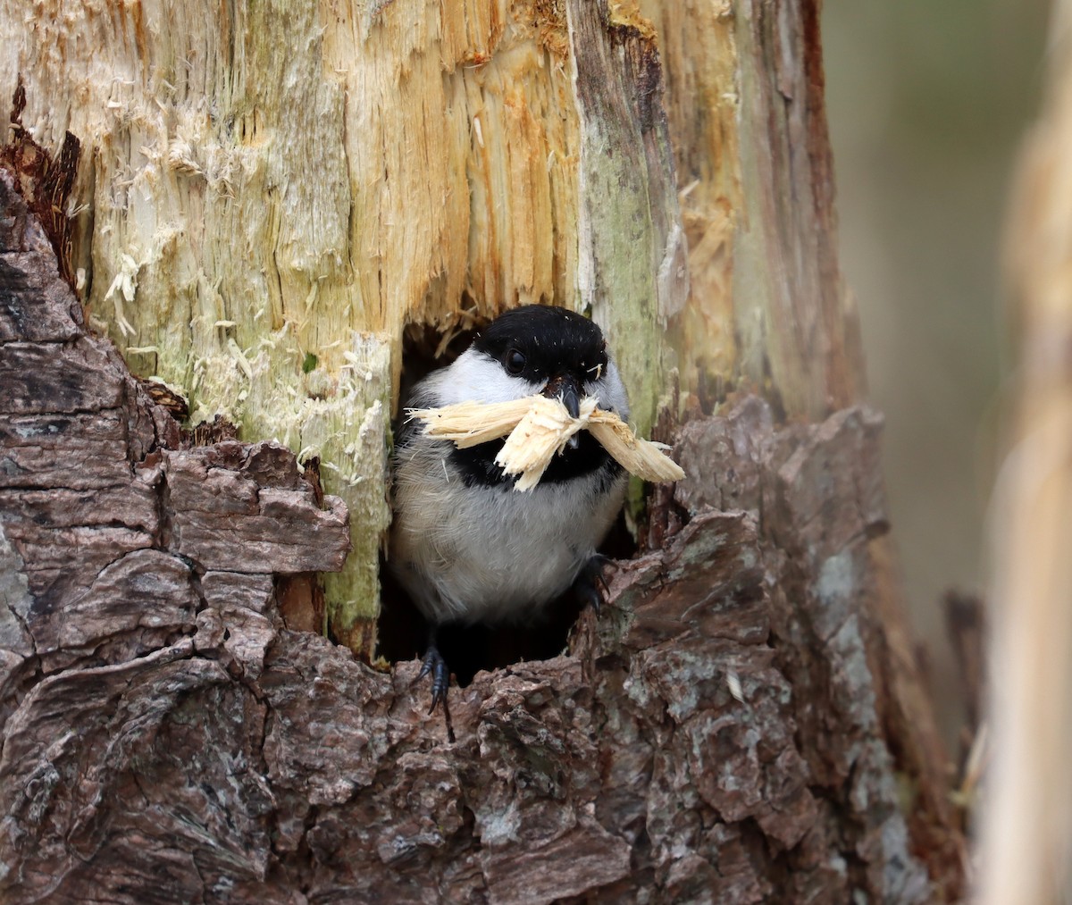 Black-capped Chickadee - Stefan Mutchnick