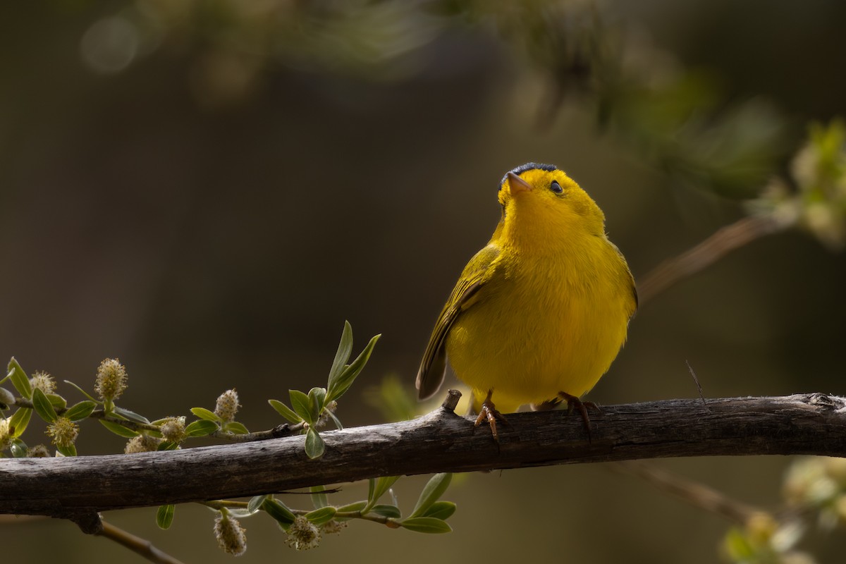 Wilson's Warbler - Roger Kohn