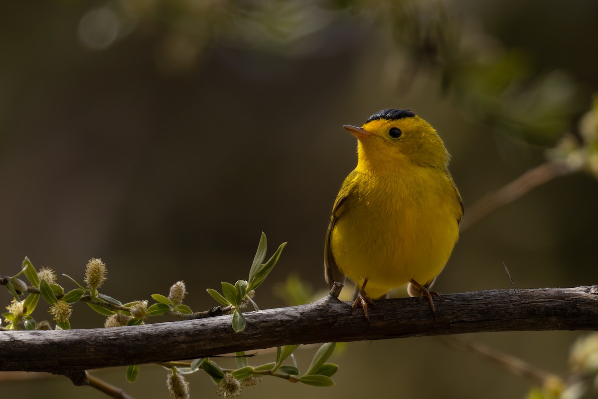 Wilson's Warbler - Roger Kohn