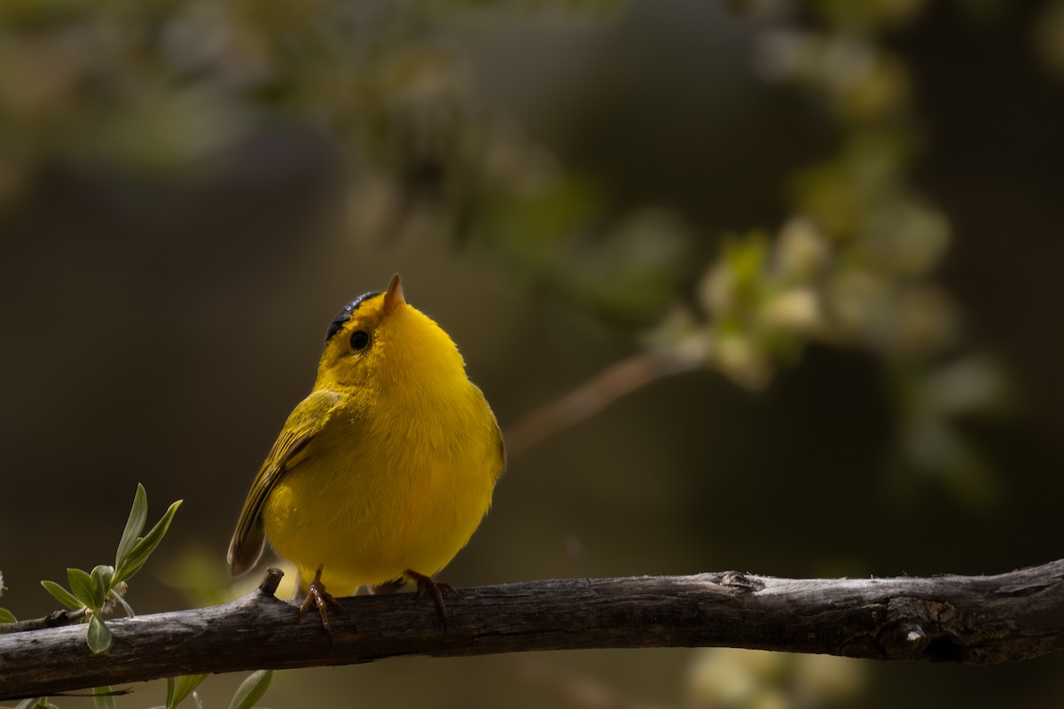 Wilson's Warbler - Roger Kohn