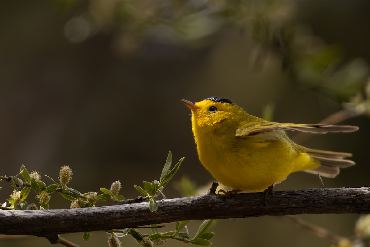 Wilson's Warbler - Roger Kohn