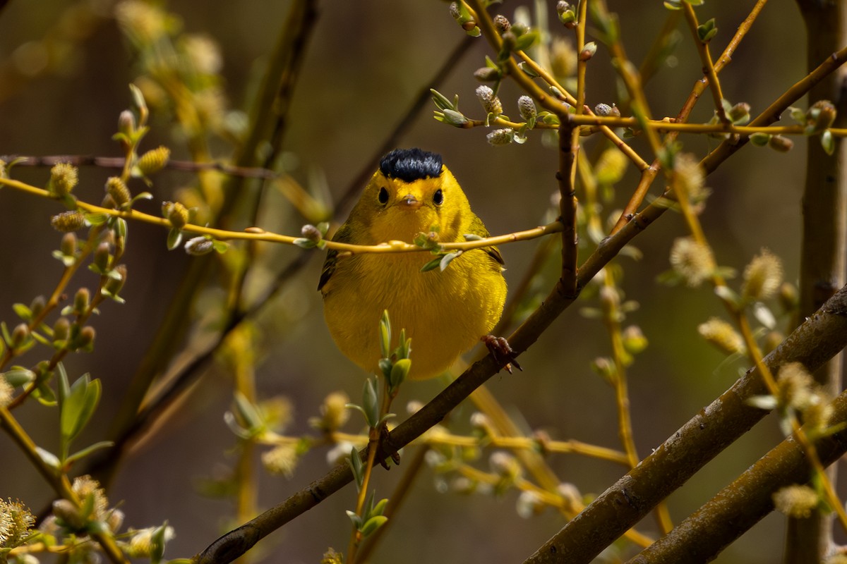 Wilson's Warbler - Roger Kohn