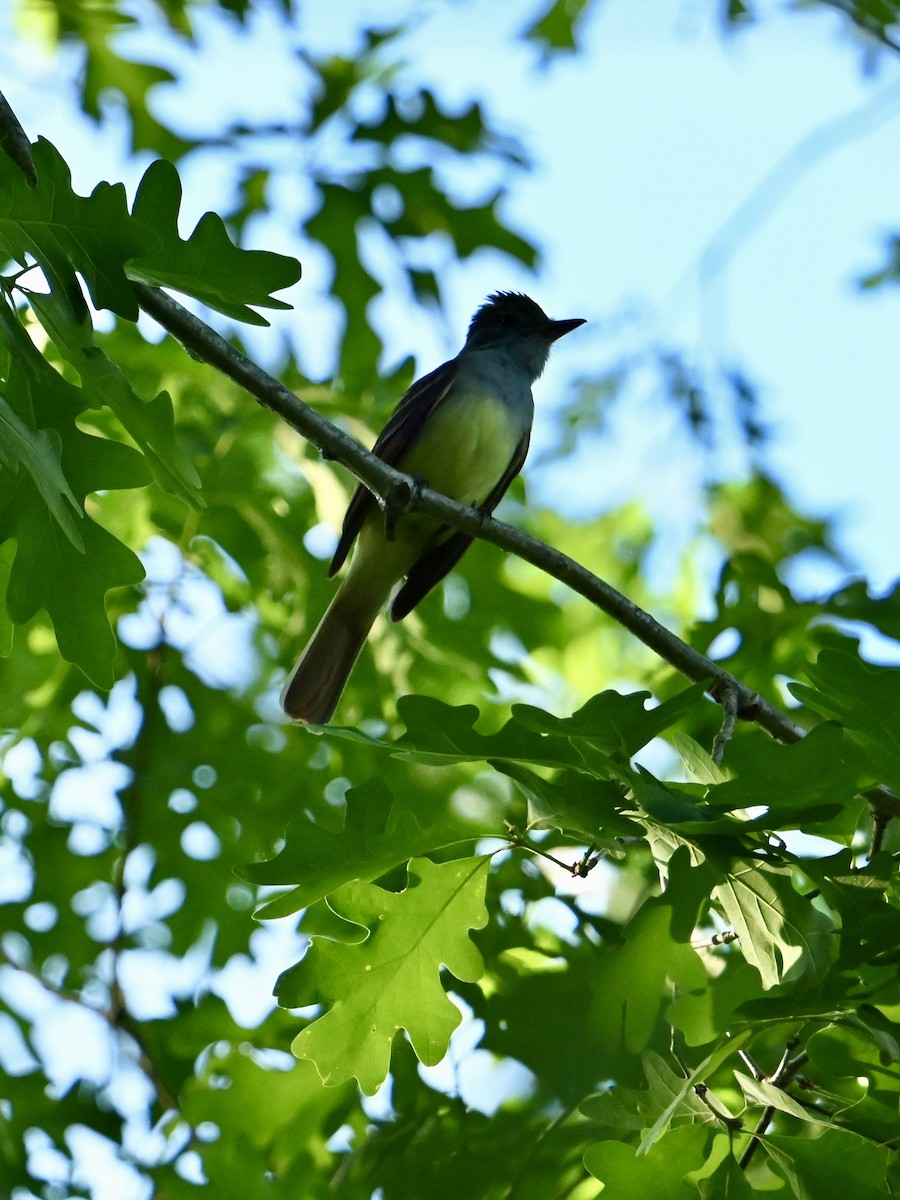 Great Crested Flycatcher - ML618296170