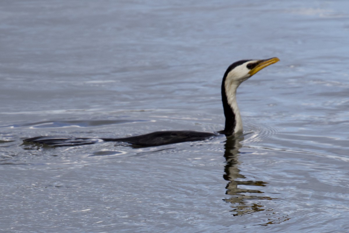 Little Pied Cormorant - Tom McIntosh