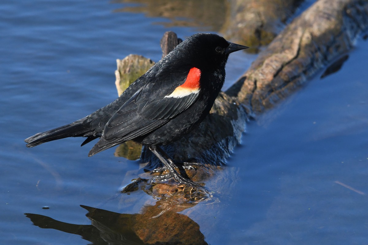 Red-winged Blackbird - Penguin Iceberg