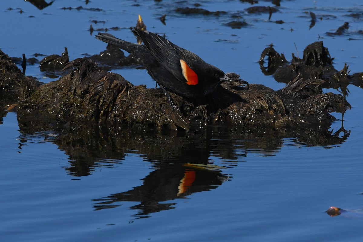 Red-winged Blackbird - Penguin Iceberg