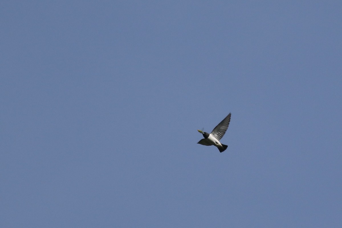 White-breasted Woodswallow - Yousif Attia