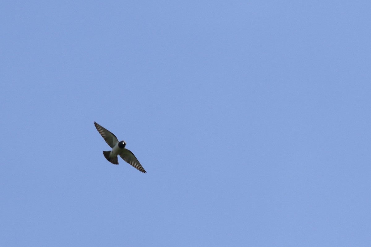 White-breasted Woodswallow - Yousif Attia