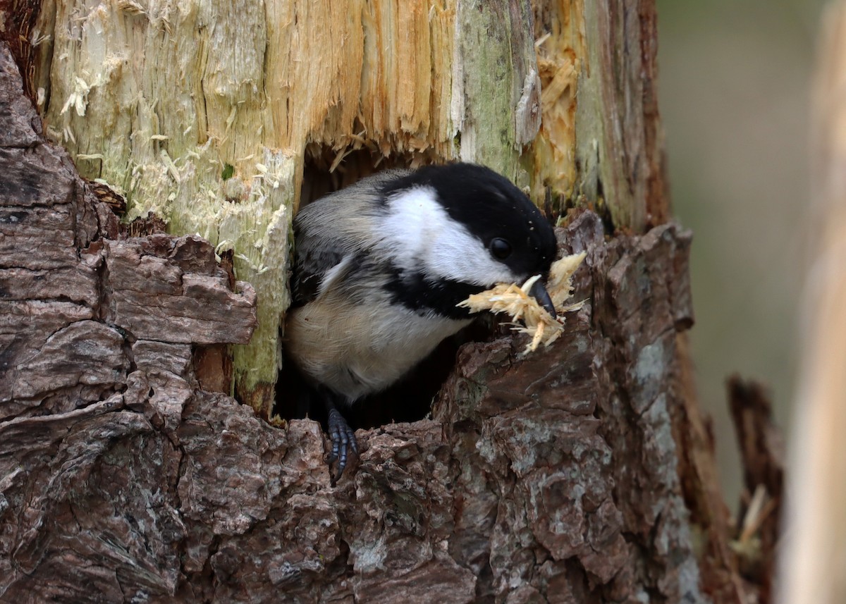 Black-capped Chickadee - Stefan Mutchnick