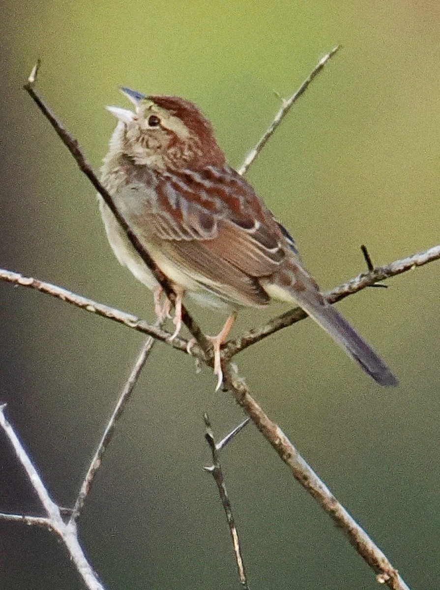 Bachman's Sparrow - Sheila Demkovich