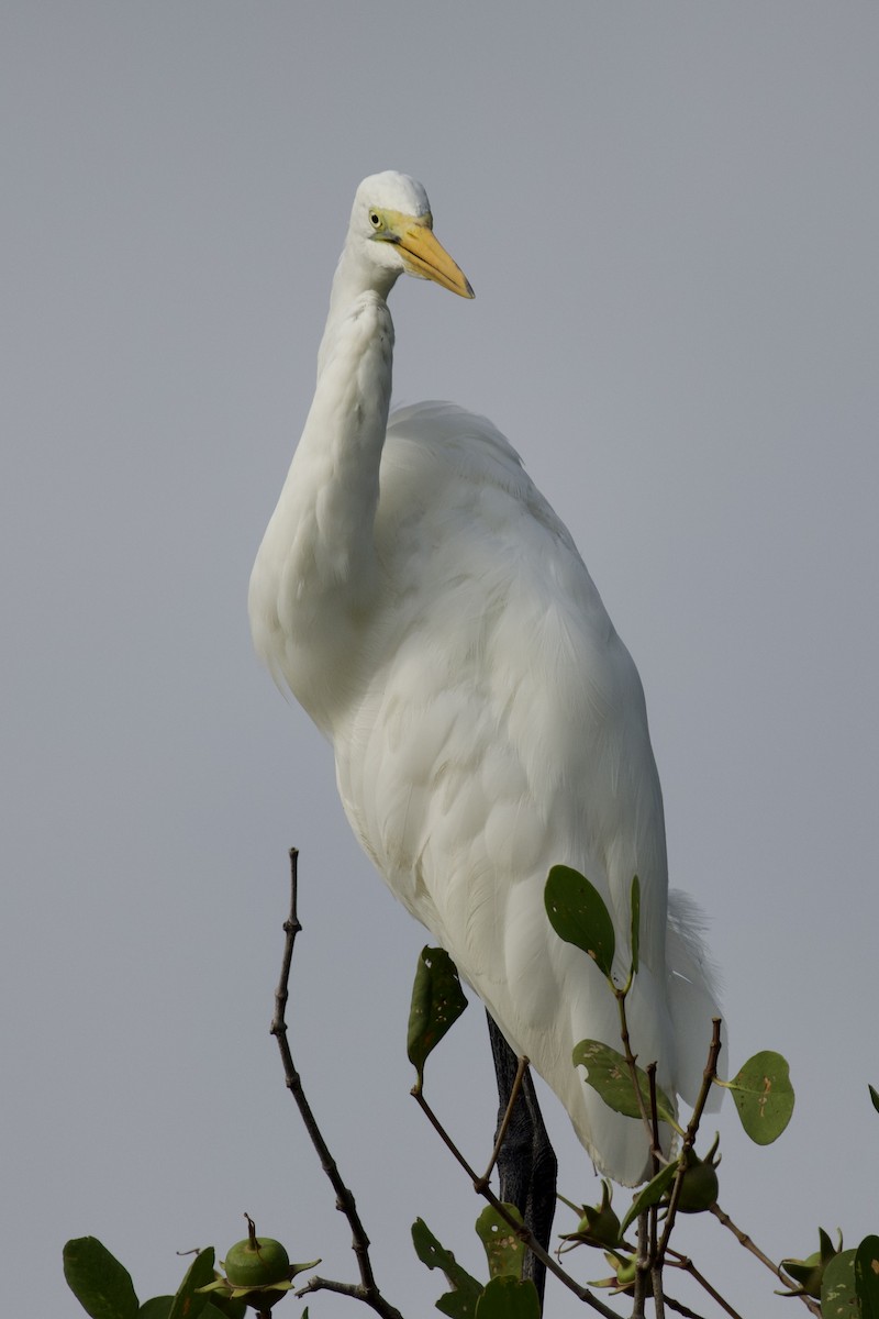 Great Egret - ML618296202