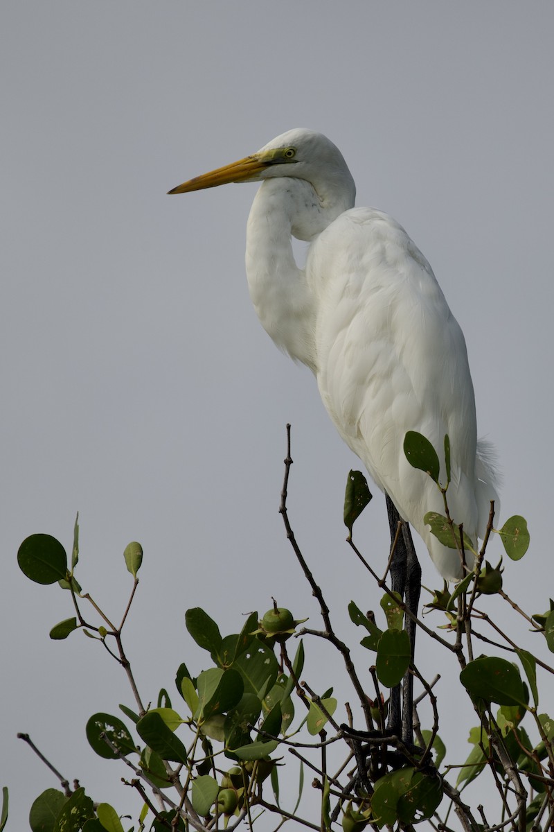 Great Egret - ML618296214