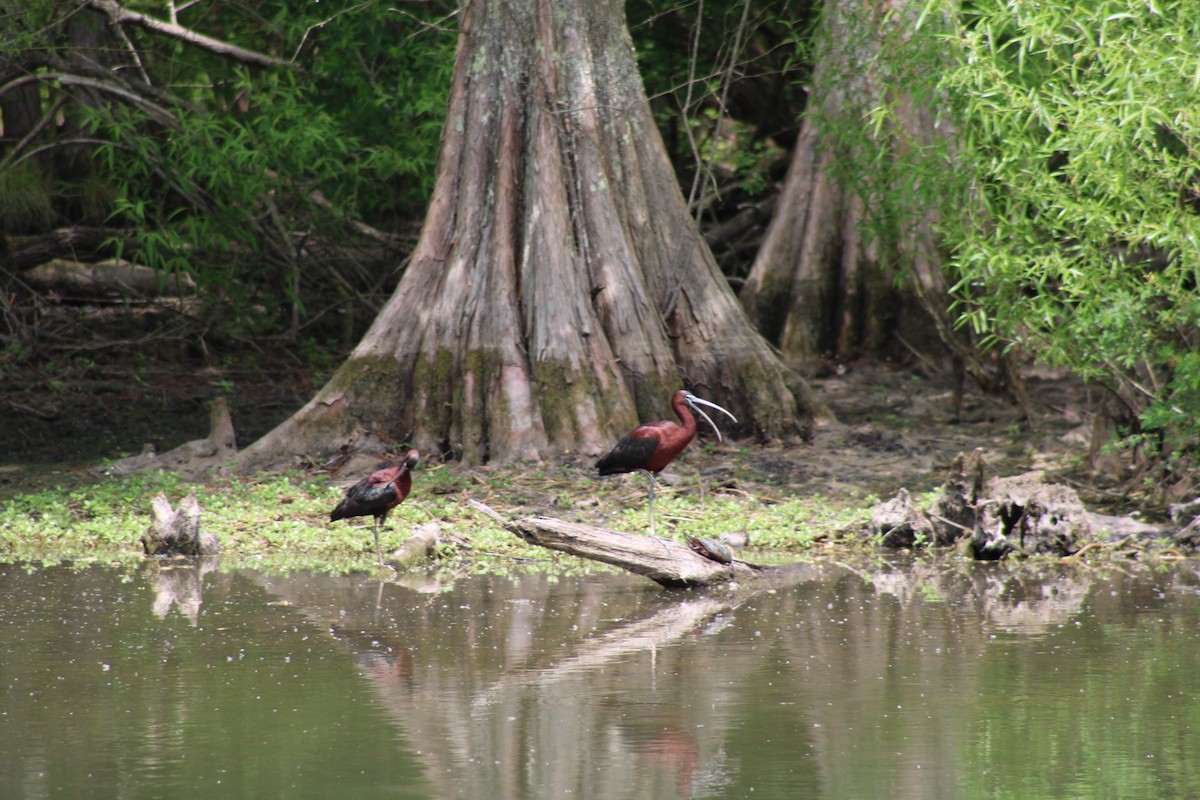 Glossy Ibis - Debra Swinford