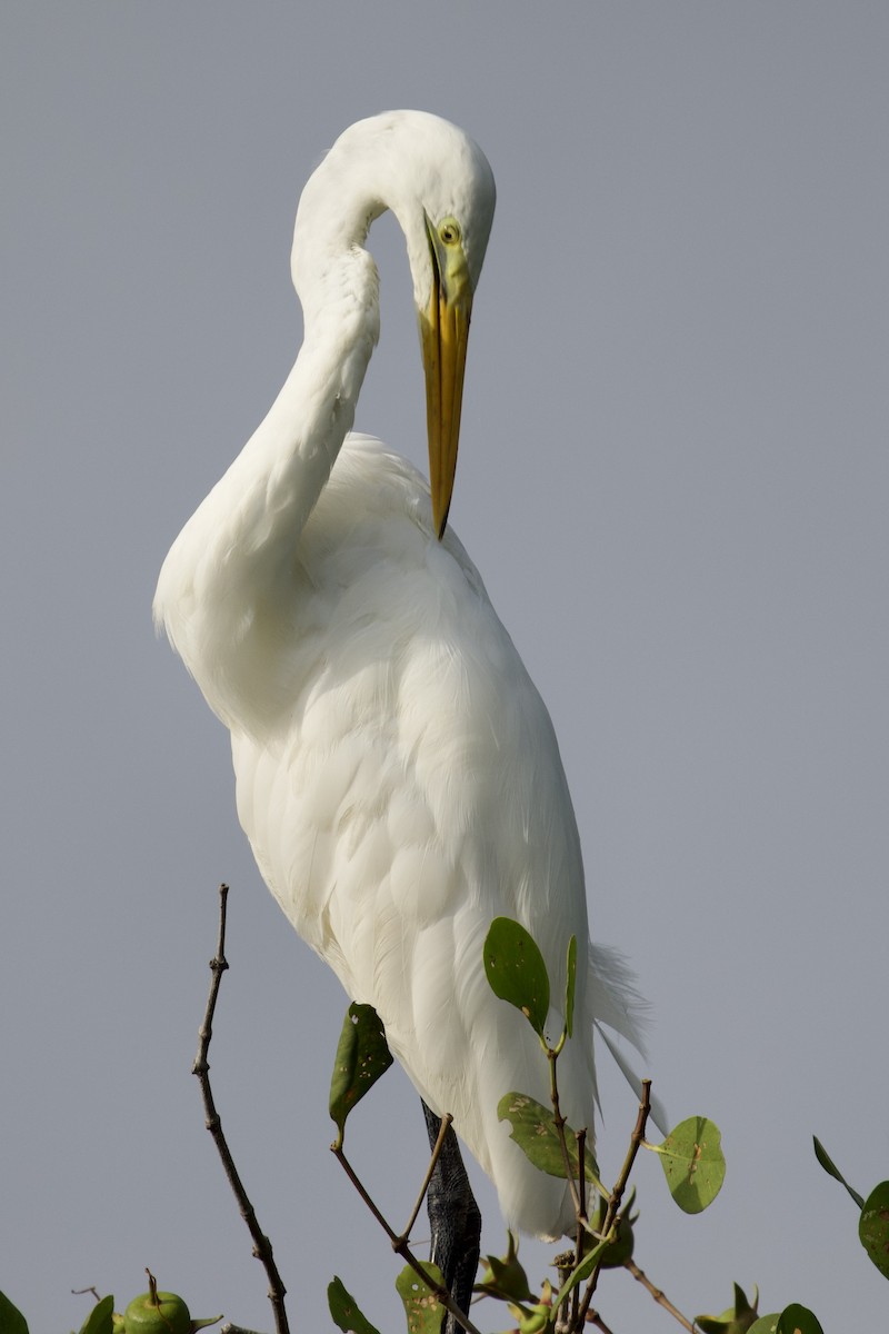 Great Egret - Tom McIntosh