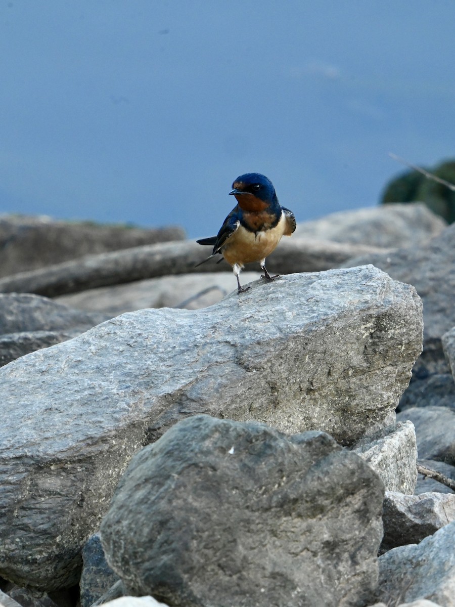 Barn Swallow - William Woody