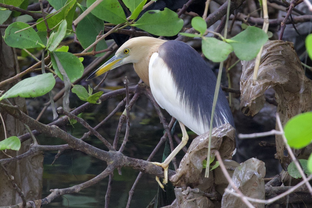 Javan Pond-Heron - ML618296235