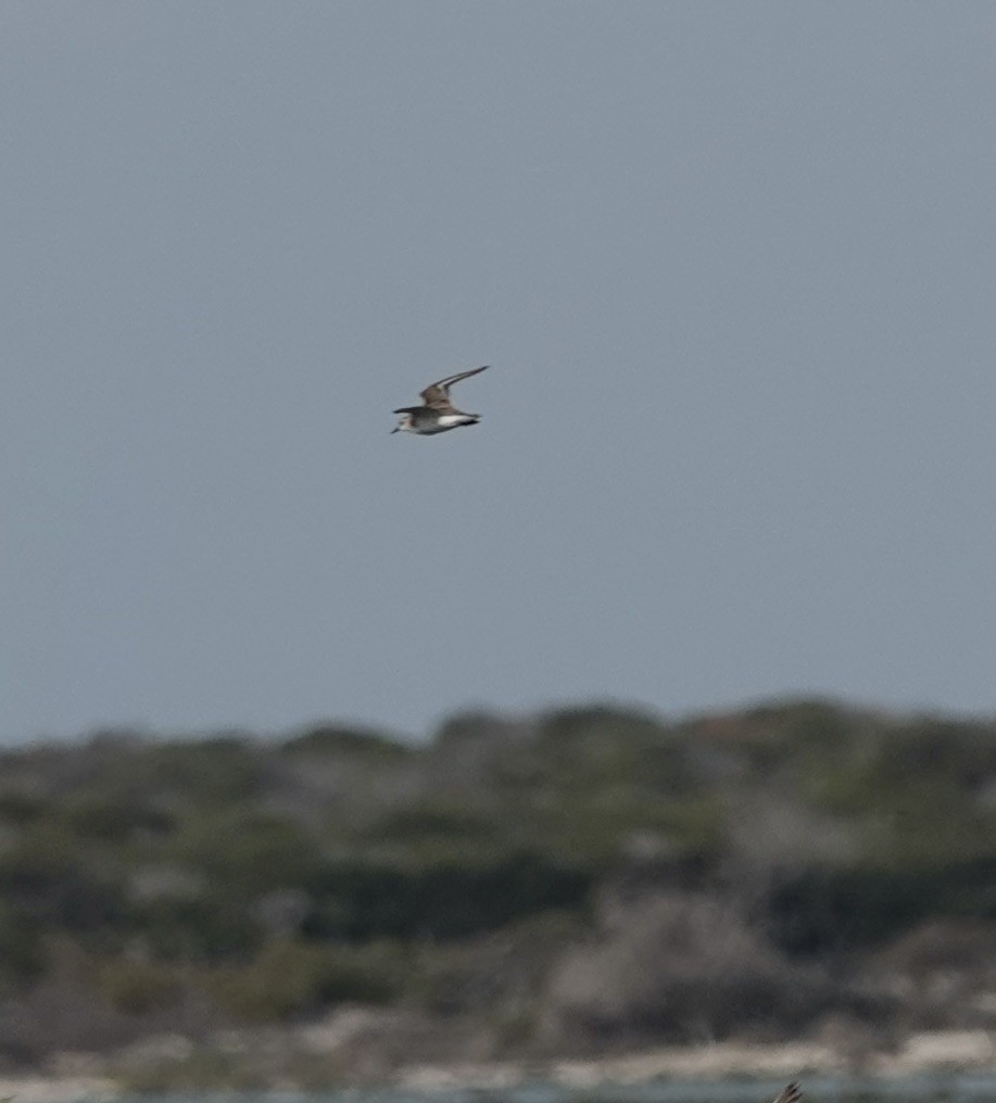 Red-necked Stint - ML618296237