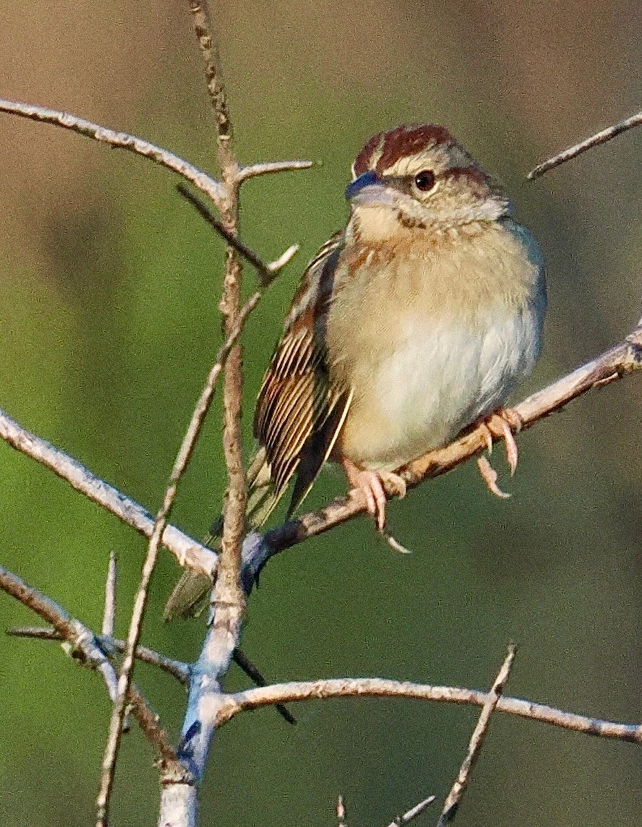 Bachman's Sparrow - Sheila Demkovich