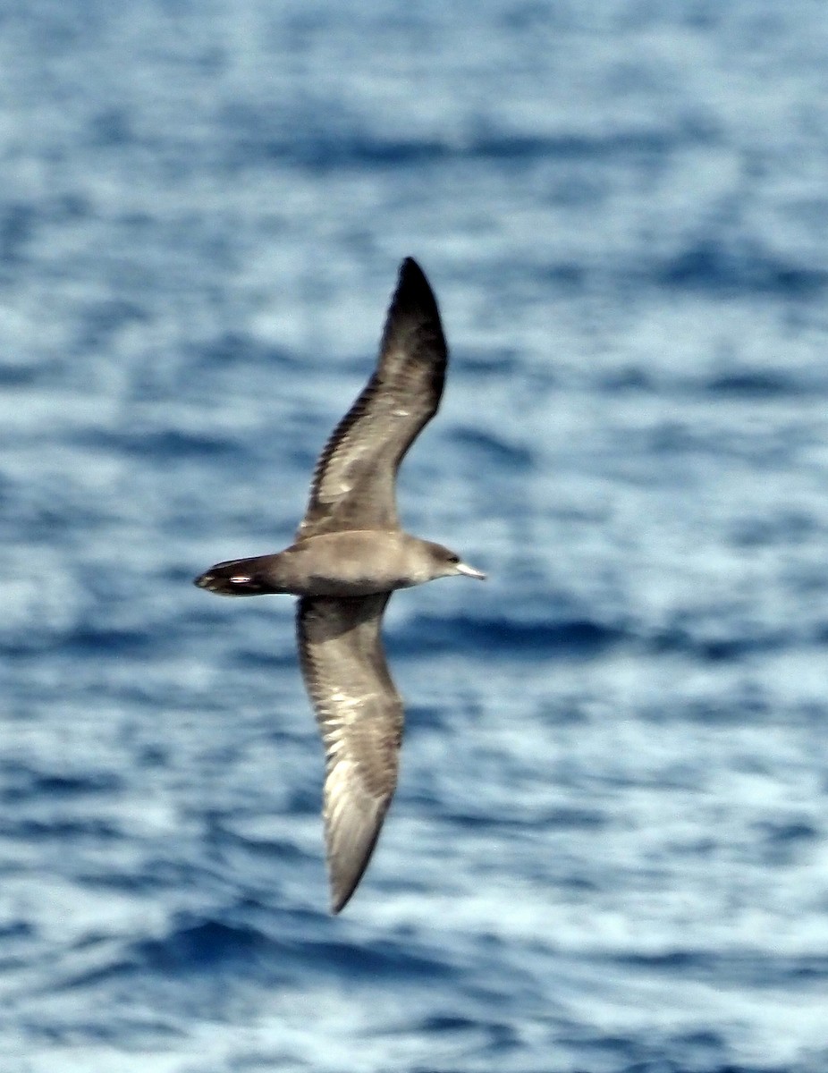 Wedge-tailed Shearwater - Steve Law