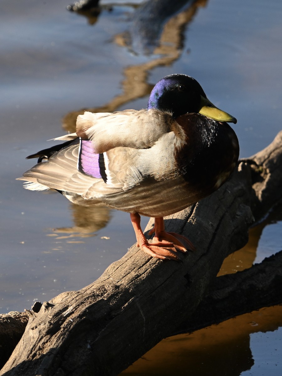 Mallard - William Woody