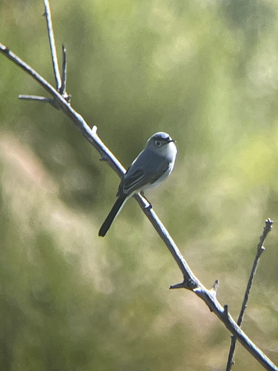 Blue-gray Gnatcatcher - Mackenzie Hollender