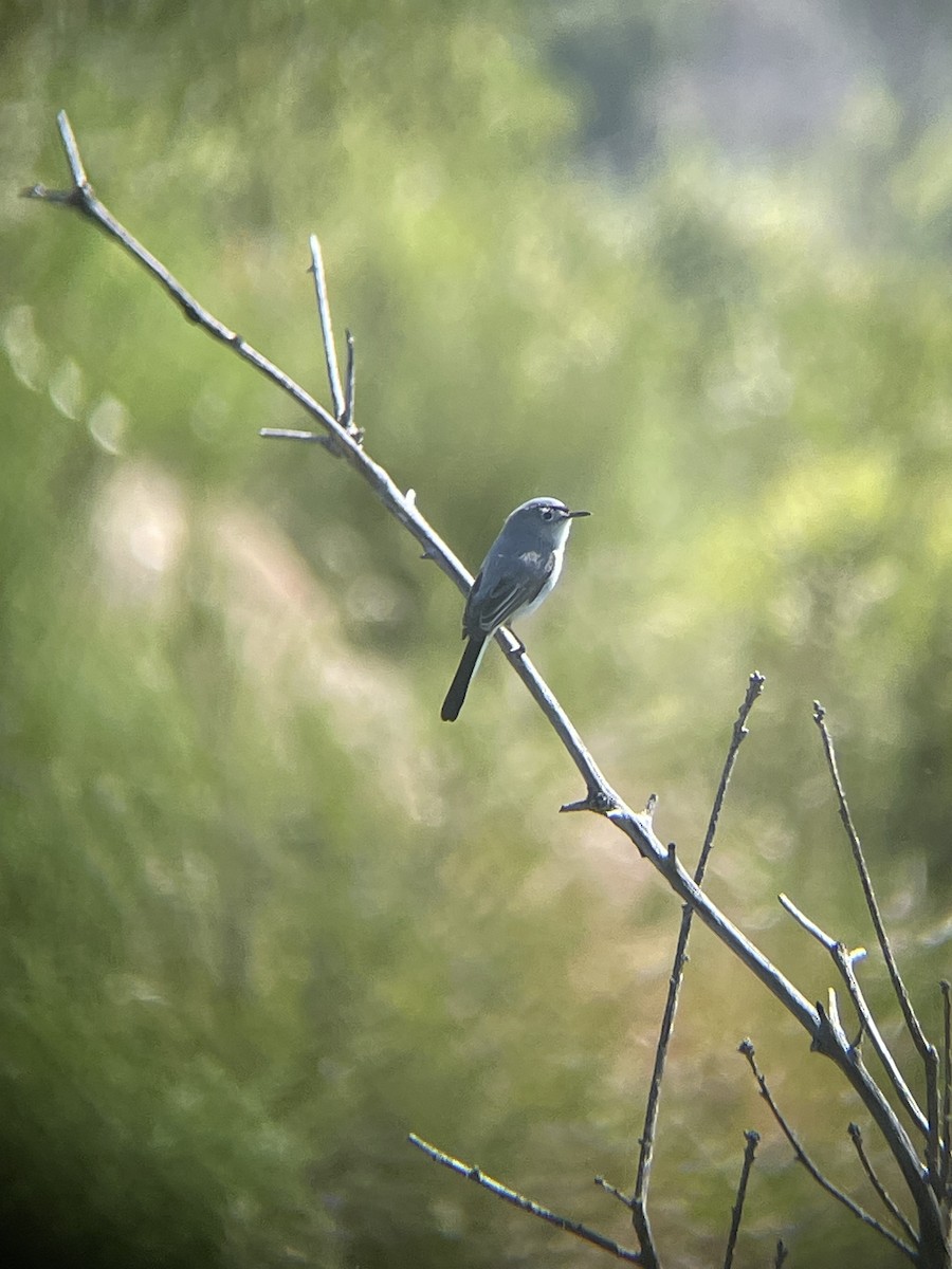 Blue-gray Gnatcatcher - Mackenzie Hollender