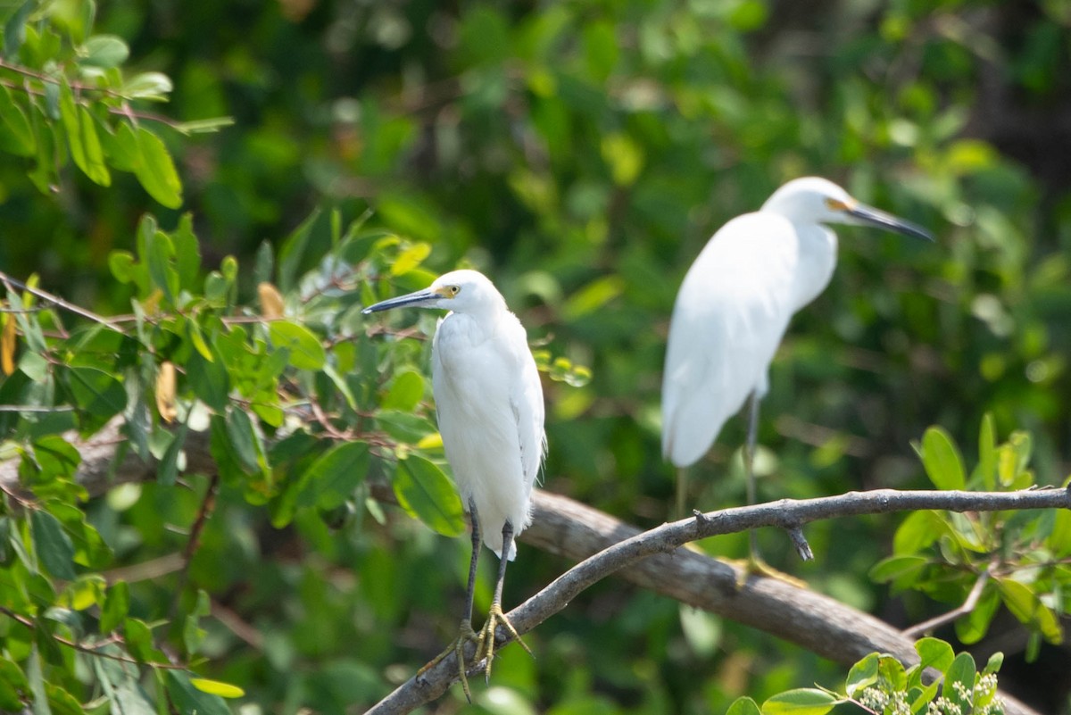 Snowy Egret - Andrea Heine