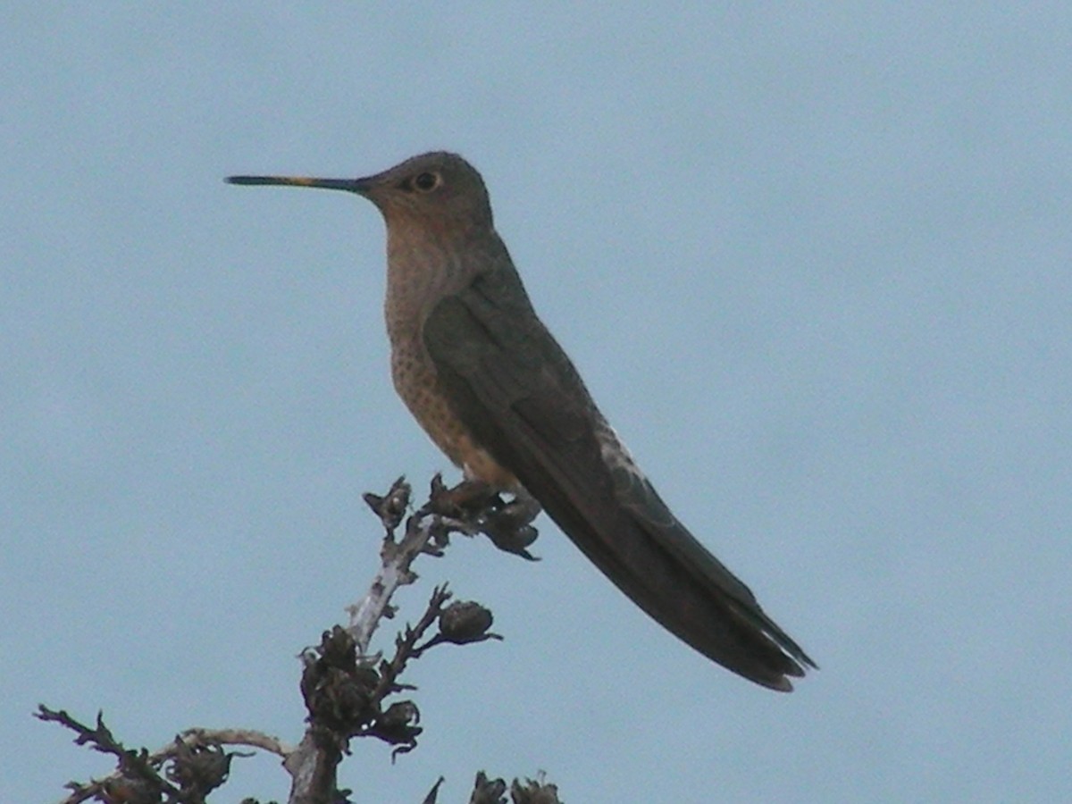 Giant Hummingbird - ML618296296