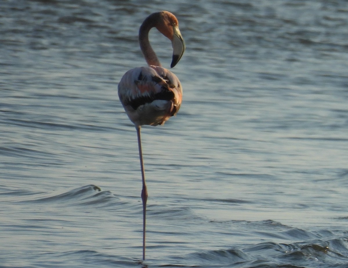 American Flamingo - Lisa Schibley