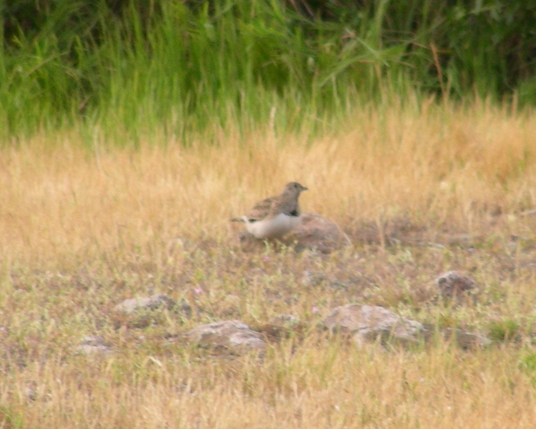 Least Seedsnipe - ML618296320