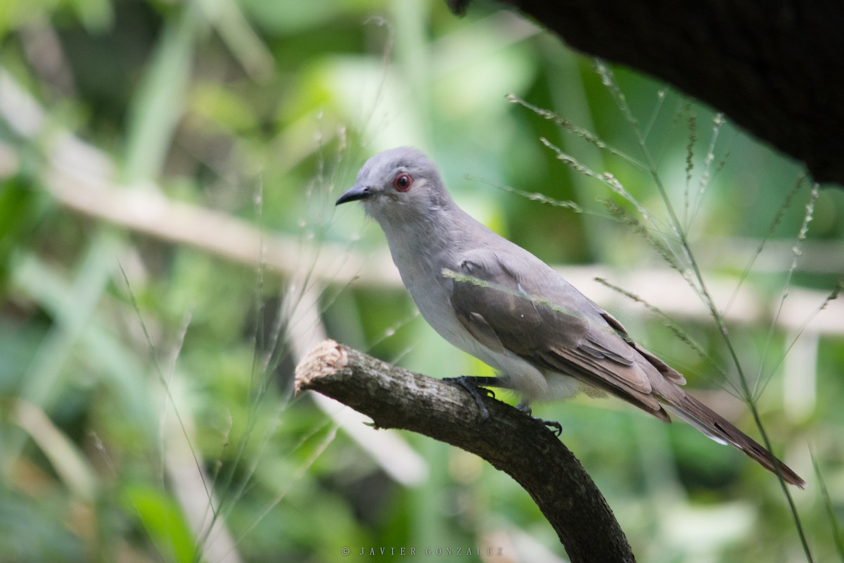 Ash-colored Cuckoo - Javier González