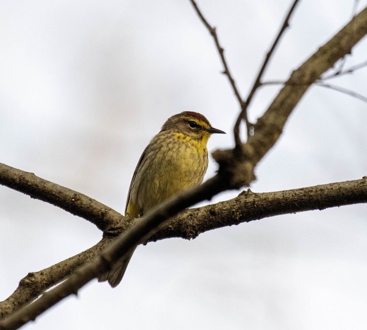 Palm Warbler - Estela Quintero-Weldon