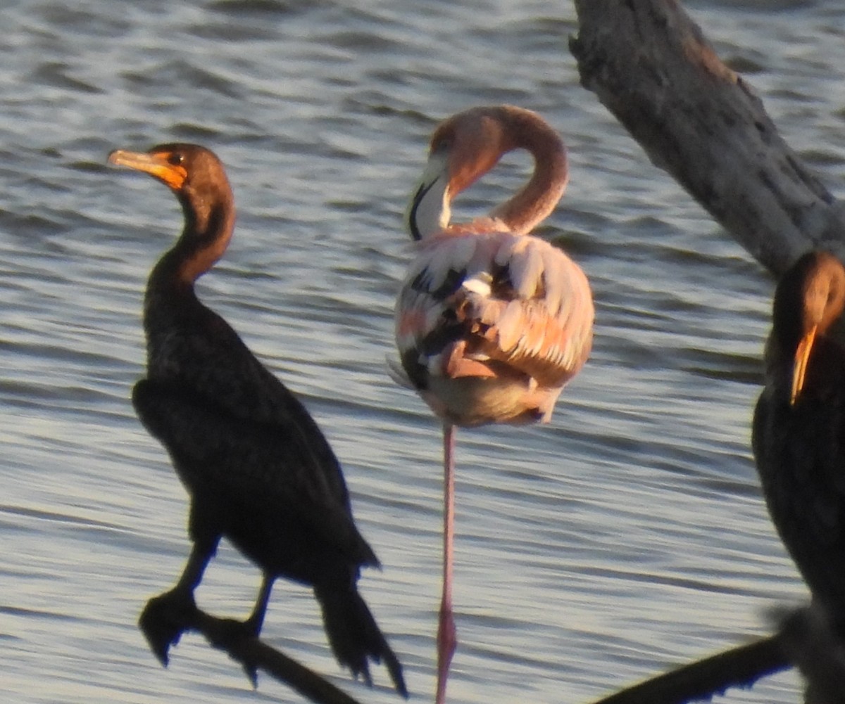 American Flamingo - Lisa Schibley