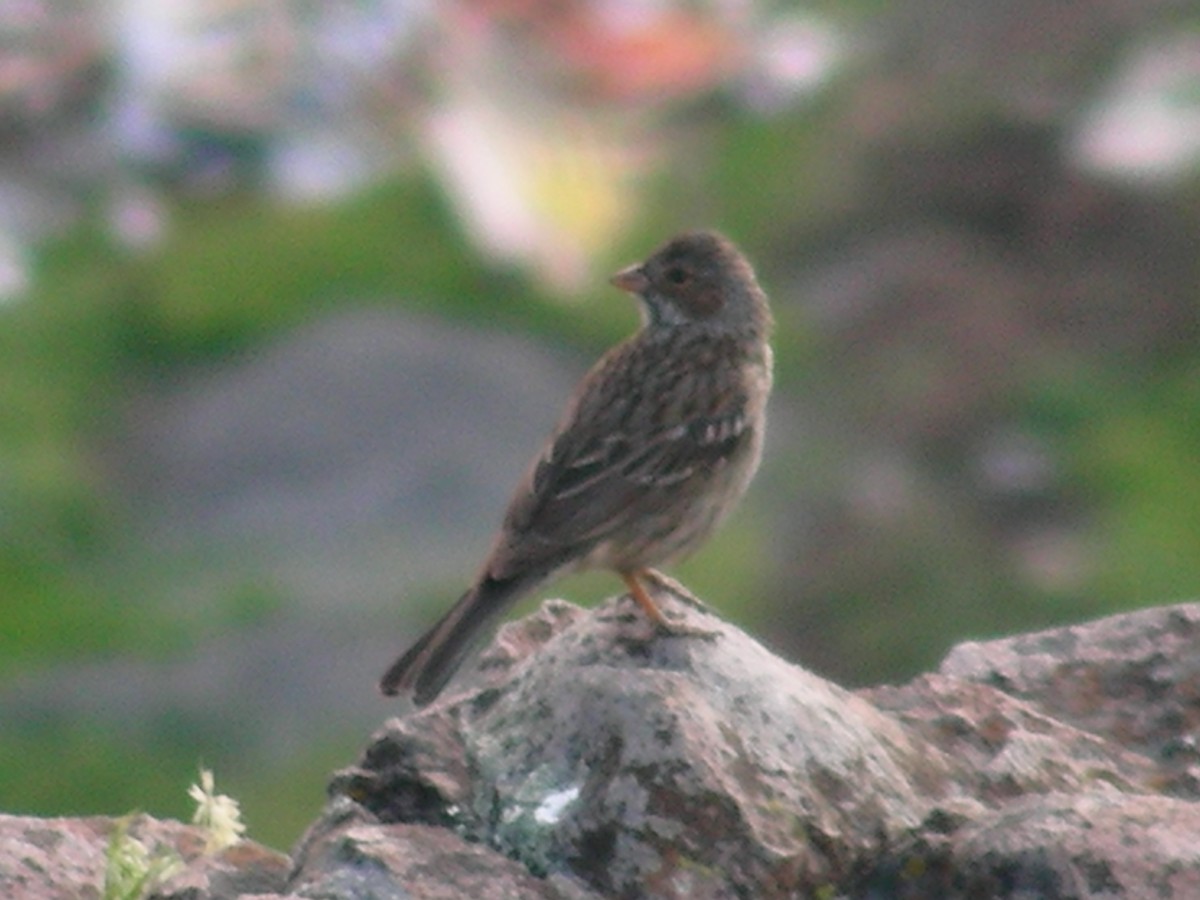 Mourning Sierra Finch - Benito Rosende Godoy