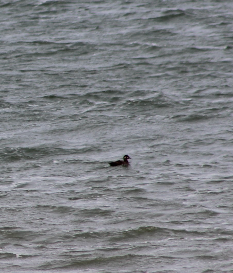 Surf Scoter - ML618296383