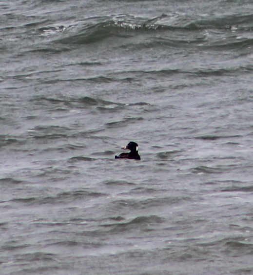 Surf Scoter - ML618296384