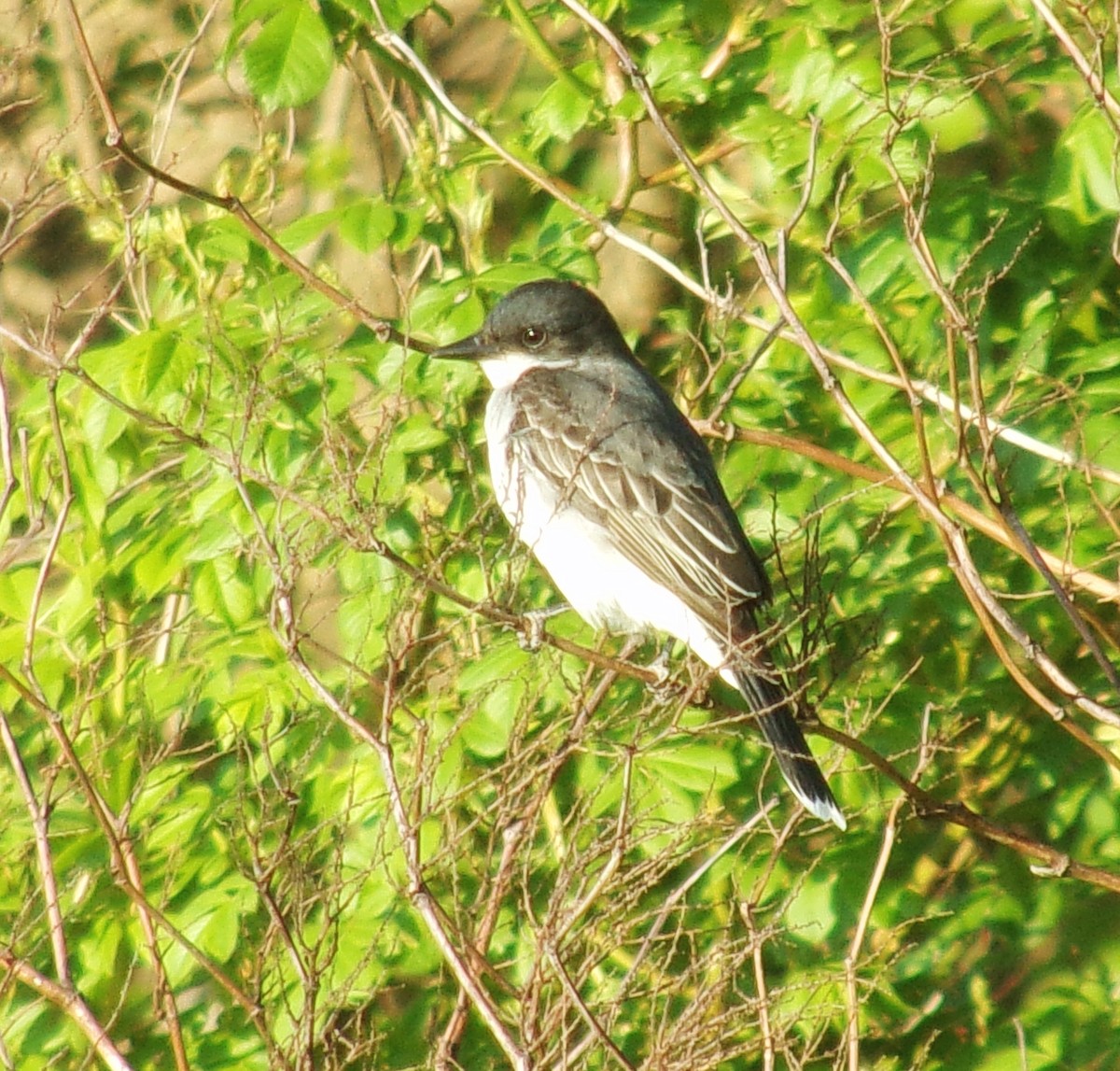 Eastern Kingbird - ML618296386