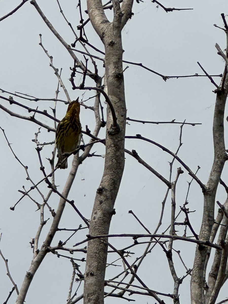 Cape May Warbler - Lisa Edwards