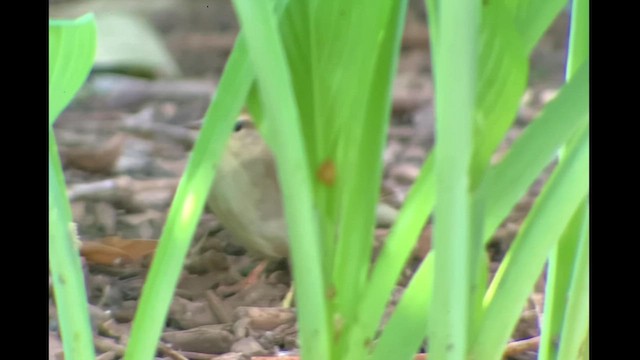 Swainson's Warbler - ML618296403